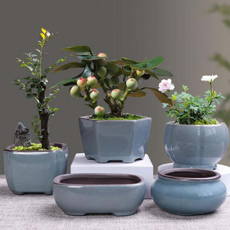 Echeveria Succulent - Pot de fleur en céramique rétro,