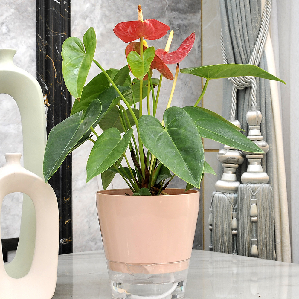 Pot de Fleur Paresseux avec Tr - Aloe Vera Pot avis et prix