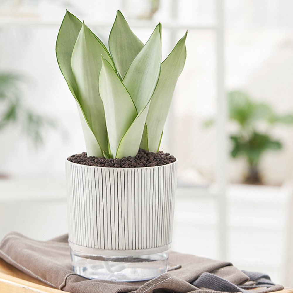 Pot de plantes transparent aut - Aloe Vera Pot avis et prix